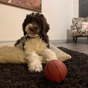 Meet your Posher, Lena